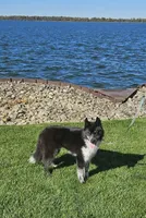 Meeko, a male Siberian Husky for sale in Ashland, VA – 2 of 2