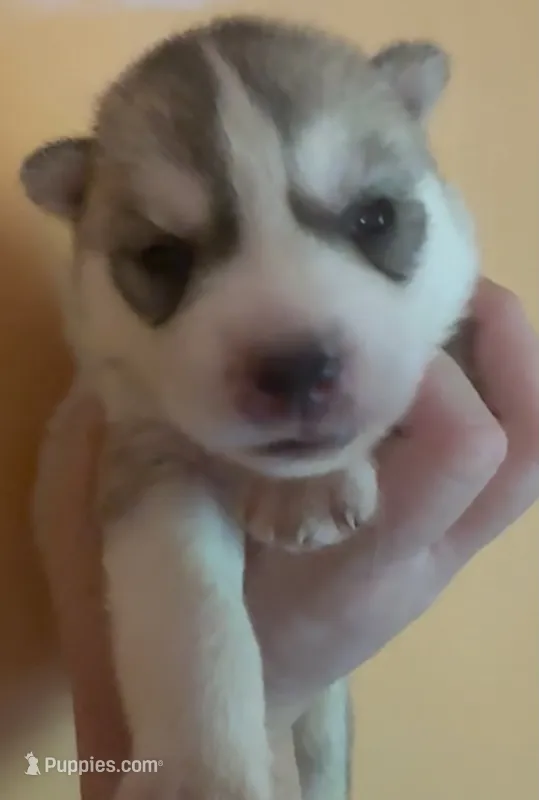 Male 2 – Siberian Husky puppy for sale in Ashland, VA