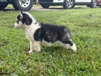 Charity, a female Siberian Husky for sale in Ashland, VA – 3 of 3