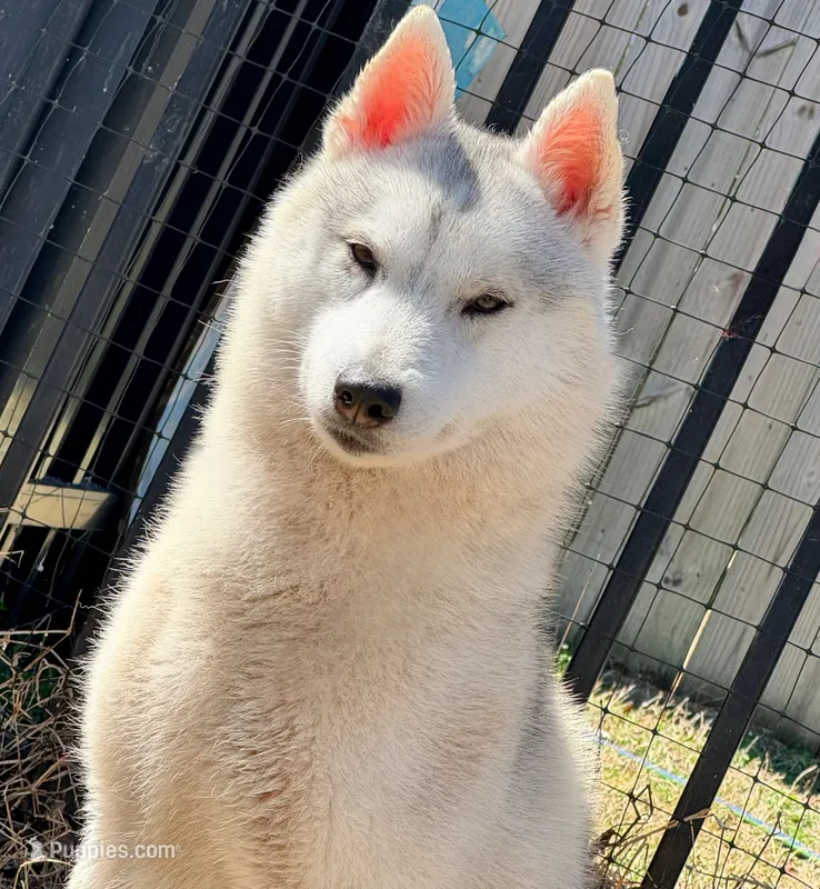 UKC CH Faith OFA Eyes Normal – Siberian Husky puppy for sale in Ashland, VA