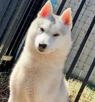 UKC CH Faith OFA Eyes Normal, a female Siberian Husky for sale in Ashland, VA – 1 of 6