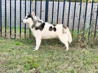 Carter, a male Siberian Husky for sale in Ashland, VA – 4 of 4