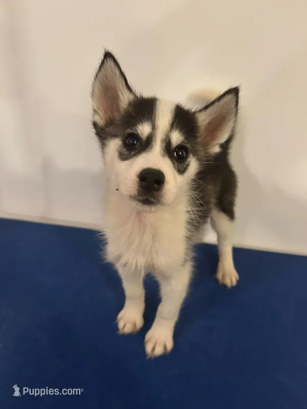Grace – Siberian Husky puppy for sale in Ashland, VA