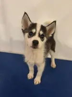 Grace, a female Siberian Husky for sale in Ashland, VA – 2 of 2