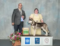 UKC CH AKC ptd Oden, a male Siberian Husky for sale in Ashland, VA – 4 of 7