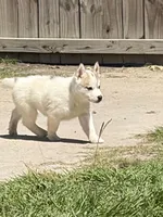 Charm, a male Siberian Husky for sale in Augusta, WV – 2 of 2