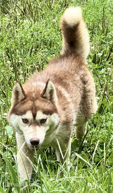 Sue – Siberian Husky puppy for sale in Ashland, VA