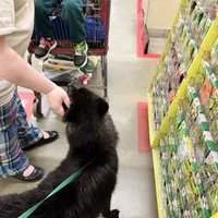 Carina-spayed, a female Siberian Husky for sale in Doswell, VA – Photo 2 of 3