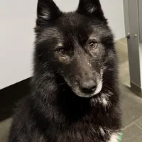 Carina-spayed, a female Siberian Husky for sale in Doswell, VA – Photo 1 of 3