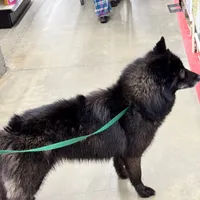 Carina-spayed, a female Siberian Husky for sale in Doswell, VA – Photo 3 of 3