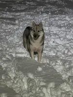 Whisper, a female Siberian Husky for sale in Ashland, VA – 2 of 3