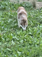 Multi CH sired -Tsunagi, a female Siberian Husky for sale in Augusta, WV – 3 of 5