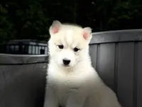 Daisy, a female Siberian Husky for sale in Ashland, VA – 2 of 4