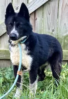 Klaus, a male Siberian Husky for sale in Ashland, VA – 2 of 4