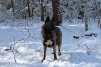 Vegas, a female Siberian Husky for sale in Ashland, VA – 3 of 3