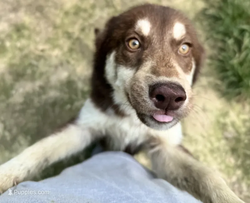 Quigley – Siberian Husky puppy for sale in Ashland, VA