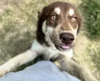 Quigley, a male Siberian Husky for sale in Ashland, VA – 1 of 1