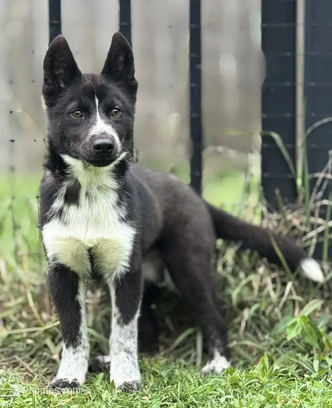 Klaus – Siberian Husky puppy for sale in Ashland, VA