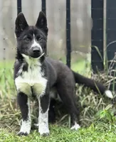 Klaus, a male Siberian Husky for sale in Ashland, VA – 1 of 4