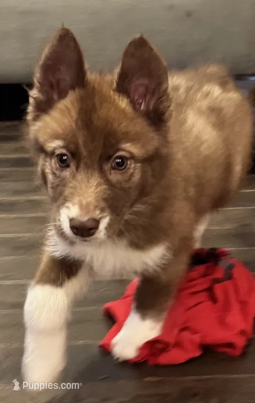Vaga – Siberian Husky puppy for sale in Augusta, WV