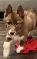 Vaga, a female Siberian Husky for sale in Augusta, WV – 1 of 1