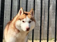 Viktor, a male Siberian Husky for sale in Ashland, VA – 2 of 3