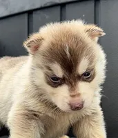 Jester, a male Siberian Husky for sale in Ashland, VA – 1 of 4