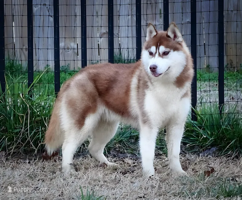 Misty – Siberian Husky puppy for sale in Ashland, VA