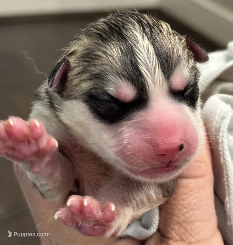 Male 2 – Siberian Husky puppy for sale in Ashland, VA