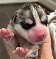 Male 2, a male Siberian Husky for sale in Ashland, VA – 1 of 1