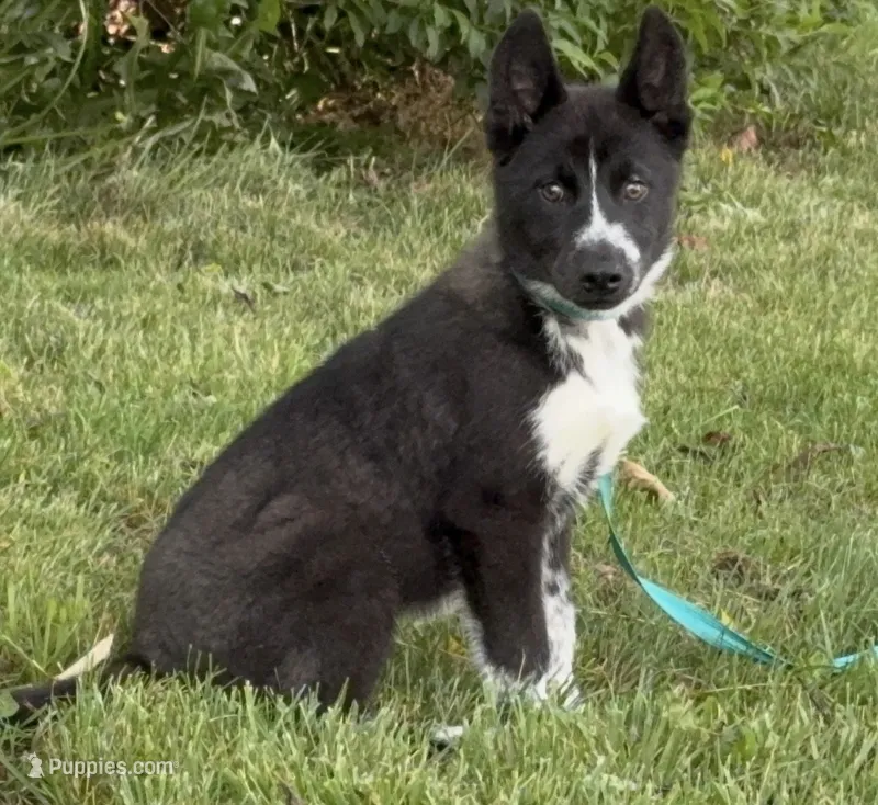 Klaus  – Siberian Husky puppy for sale in Augusta, WV