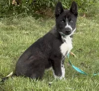 Klaus , a male Siberian Husky for sale in Ashland, VA – 1 of 3