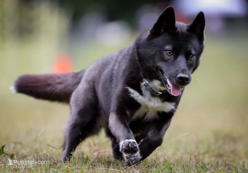 Service dog - Kiki – Siberian Husky puppy for sale in Ashland, VA