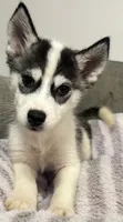 Grace, a female Siberian Husky for sale in Ashland, VA – 3 of 3