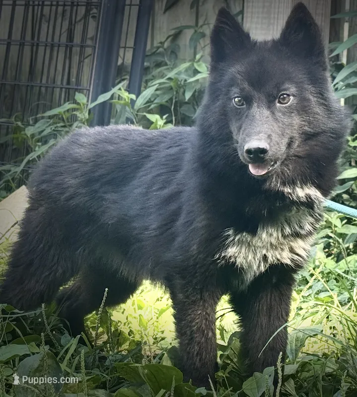 Raven – Siberian Husky puppy for sale in Ashland, VA