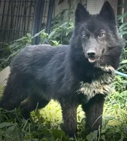 Raven, a female Siberian Husky for sale in Ashland, VA – 1 of 4