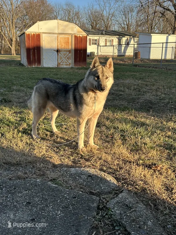Whisper – Siberian Husky puppy for sale in Ashland, VA