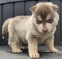 Jester, a male Siberian Husky for sale in Ashland, VA – 4 of 4