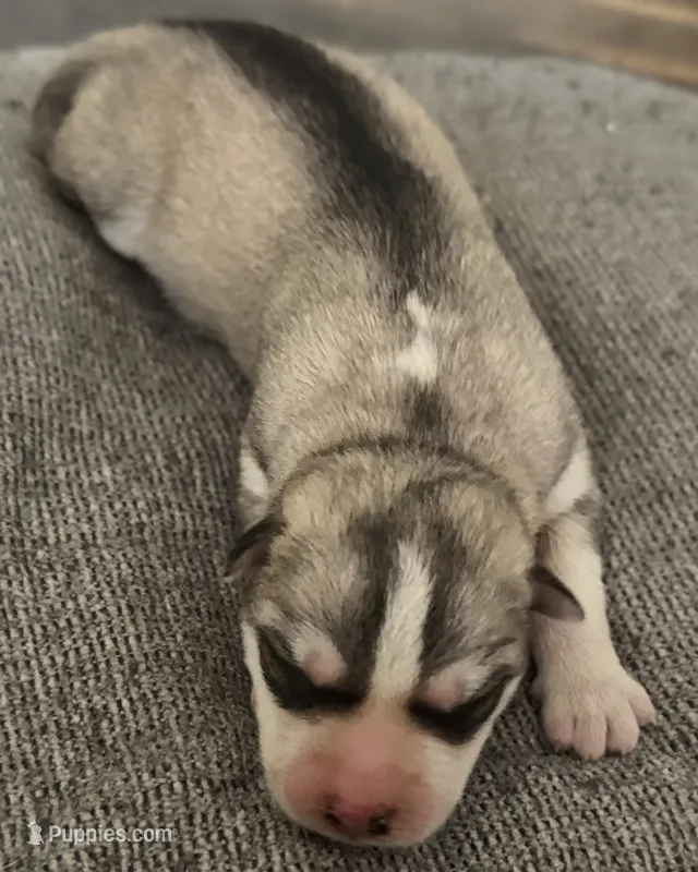 Male 2 – Siberian Husky puppy for sale in Ashland, VA