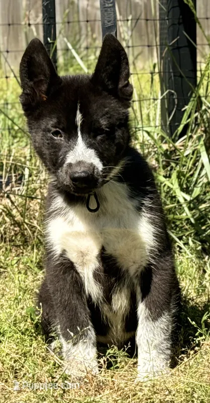 Sale- today only- Klaus  – Siberian Husky puppy for sale in Augusta, WV