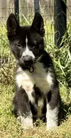 Sale- today only- Klaus , a male Siberian Husky for sale in Augusta, WV – 1 of 3