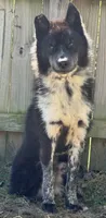 Trained-Meeko, a male Siberian Husky for sale in Ashland, VA – 2 of 4