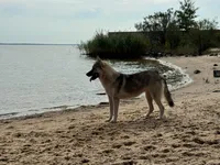 Whisper, a female Siberian Husky for sale in Ashland, VA – 3 of 3