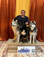 UKC CH AKC ptd Oden, a male Siberian Husky for sale in Ashland, VA – 2 of 7
