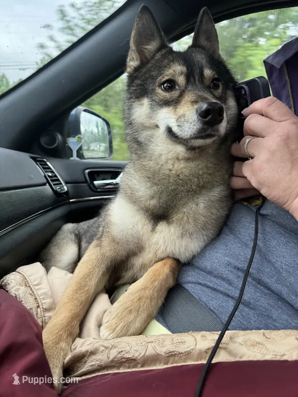 Tally UKC CH – Siberian Husky puppy for sale in Ashland, VA