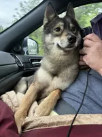 Tally UKC CH, a female Siberian Husky for sale in Ashland, VA – 3 of 5
