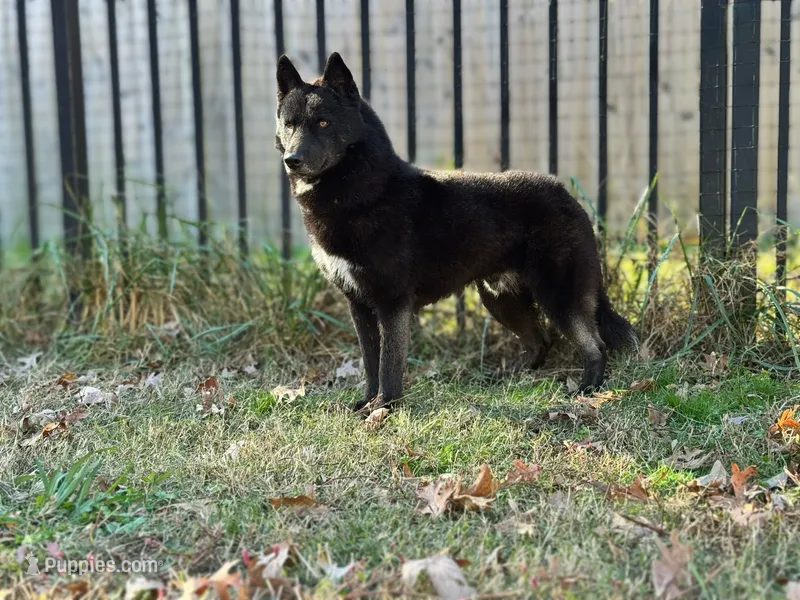 Koji – Siberian Husky puppy for sale in Ashland, VA