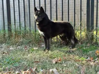 Koji, a male Siberian Husky for sale in Ashland, VA – 1 of 3