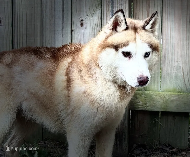 Viktor – Siberian Husky puppy for sale in Ashland, VA