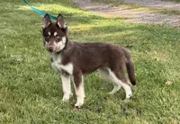 Quigley, a male Siberian Husky for sale in Ashland, VA – 5 of 5
